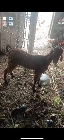 બકરો વેચવાનો છે