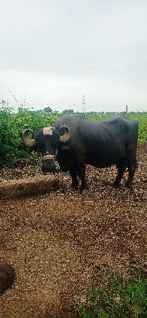 ભેંસ વેચવાની છે
