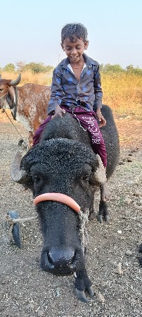 ઓરિજિનલ બની નસલ ની પાડી
