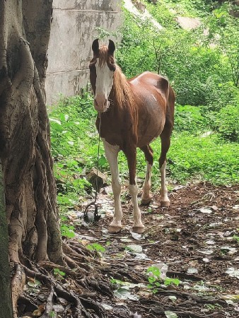ઘોડી