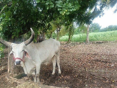 બળદ વેચવાનો છે