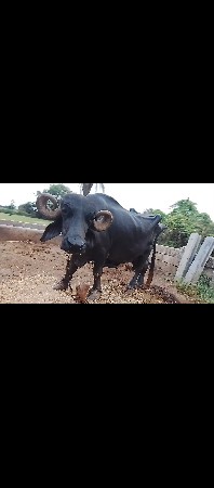 ભૈસ વેસવાની છે