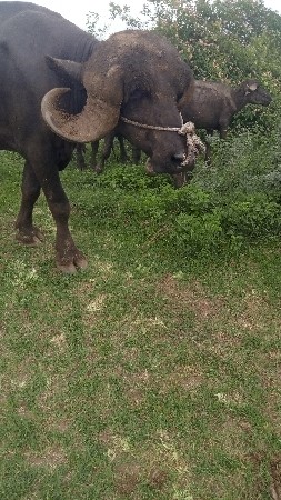 વેચવાનો છે