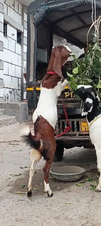jamnapari bachi vecha vani