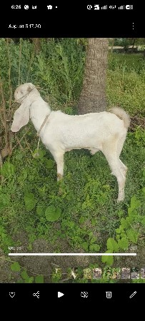 gulabi bakro