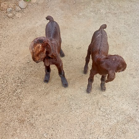 બે બોકડા છે