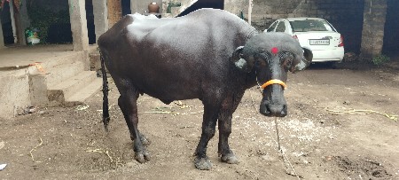 પેલું વેતર ખડેલી વેચવાની છે.