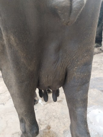 ભેંસ વેચવાની