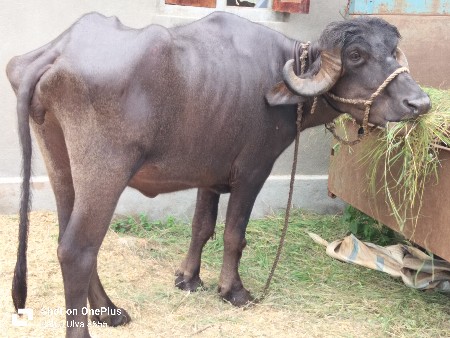 ખ