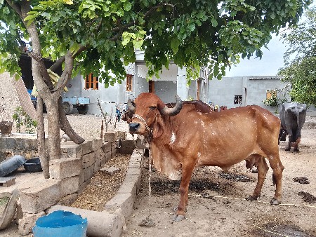 ગાય વેશવાનિ છે