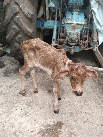 ગાય વેચવાની છે