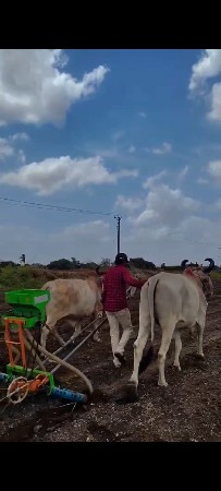 ગોધલા વેચવાના છે