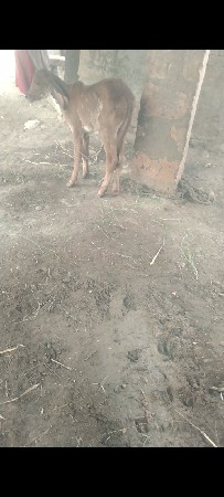 બીજું વેતર વિયાણી છે 20 પછી દિવસ થ