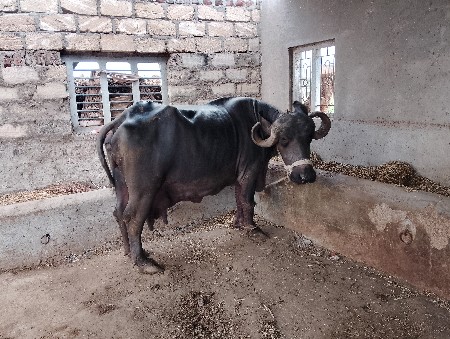 ભેસ વેચવાની છે