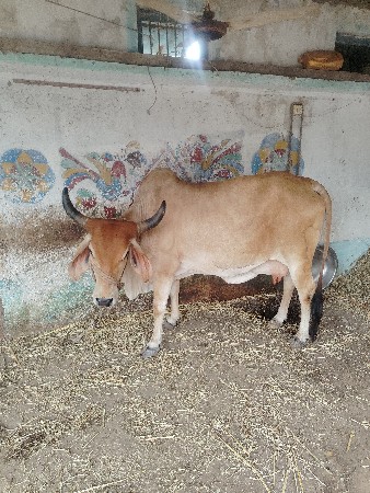 3 જુ વેતર