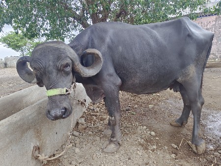 બીજા વેતર ની ભેંસ