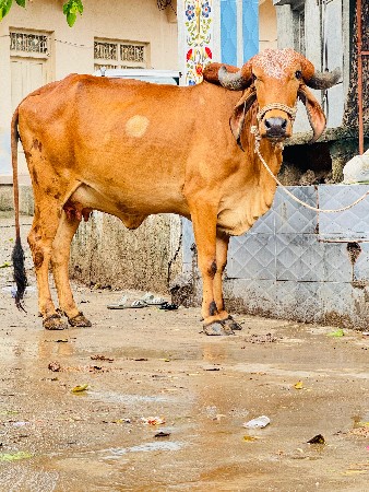 ગીર હોડકી વેચવાની છે