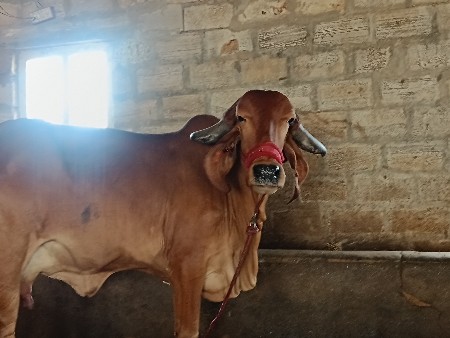 ઓરીજનલ ગીર ગાય વેચવાની છે