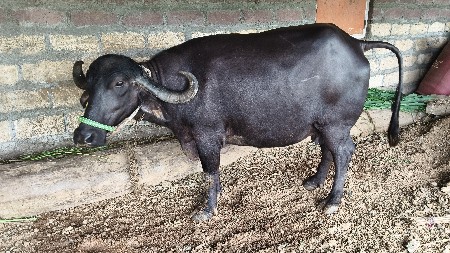ભેંસ વેચવાની સે