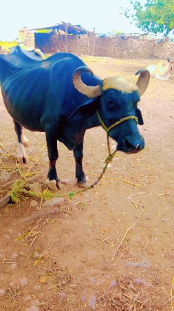 ભેંસ વેચવાની છે ત્રીજું વ્યાસે