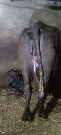 ભેસ. વેસવાનીછે