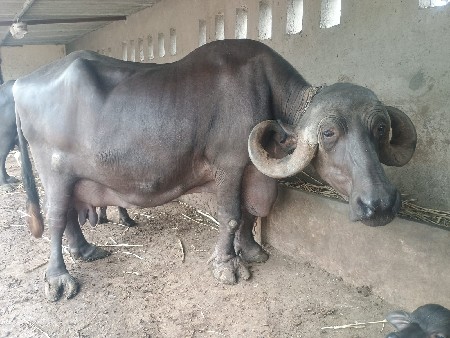 ભેસ વેચવાની છે