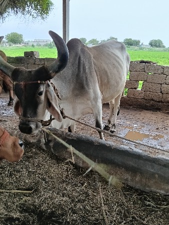 2 ગાય વેચવાની છે