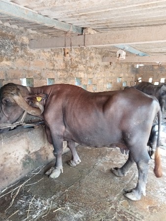 ભેંસ. વેસવા ની છે