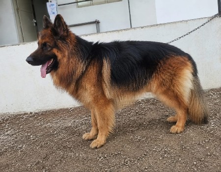 german shepherd male dog જર્મન