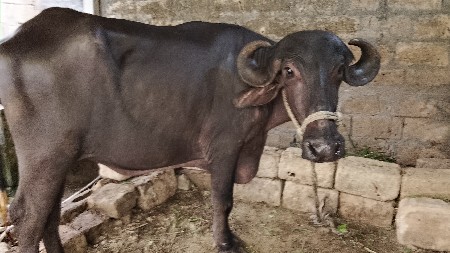 અમિત રાઠોડ