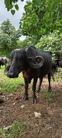 આ નંબર મા ફૉન  9316730420