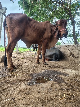 ગીર હૉડકી