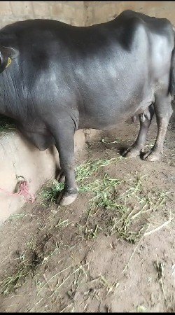 આ ભેંસ વેચવાની છે સાટા કરવા હોય તો
