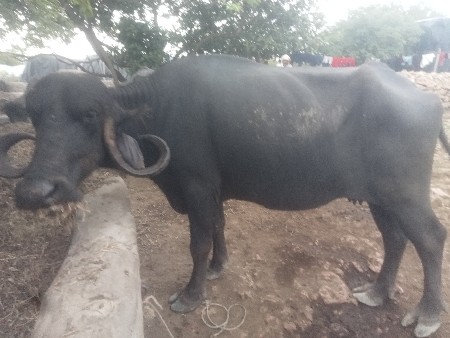 ભેંસ વેચવાની છે