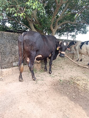 ગીર ક્રોસ ગાય વેશવાની છે