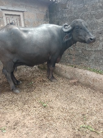 ભેશવેશવાની છે