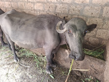 ભેંસ વેચવાની છે