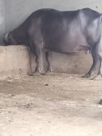 ભેંસ વેચવાની છે 15 દિવસની કાશી