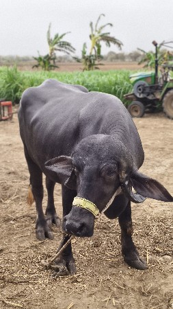 ભેંસ વેચવાની છે