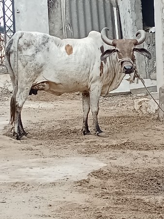 ગાય વેચવાની છે