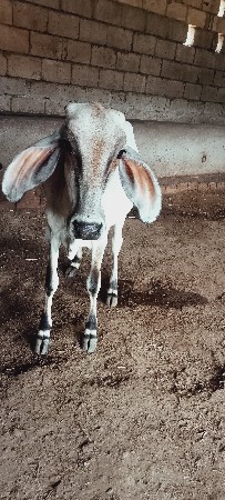 વાસળી વેચવાની છે