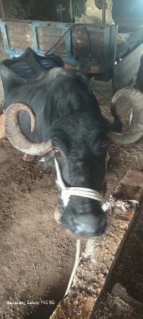 ભેંસ