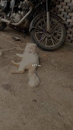 Persian cat mel sell