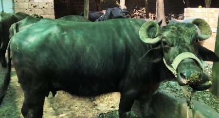 તાજી વિયાણીલ ભેસ વેસવાની સે