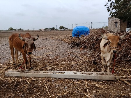 બળદ વેચવાના છે