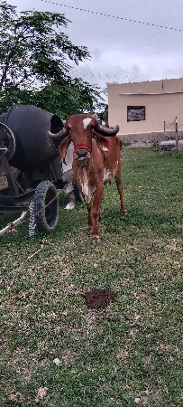 ગાય વેચવા ની છે