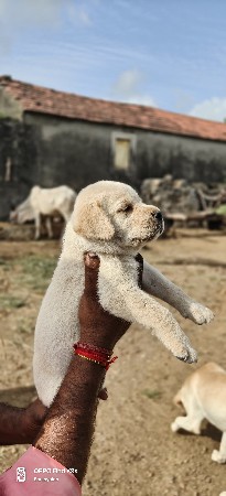લેબરા ડોગ ફિમેલ પપી