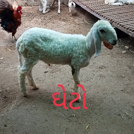 એક ઘેટો એક ઘેટી
