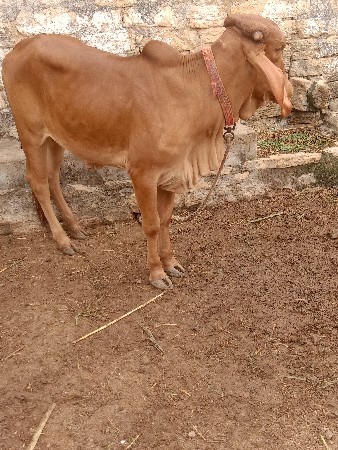 વાંસડી વેચવા ની છે