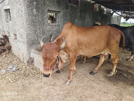 ગાય દેવની સે